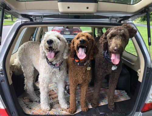 5 Reasons Why Poodle Mixes Make Great Family Pets