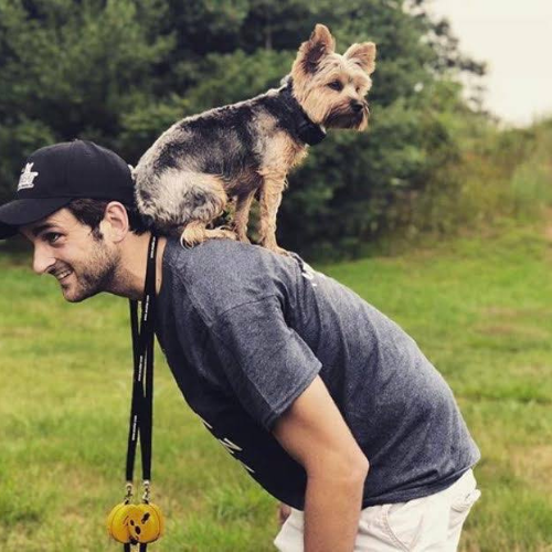 yorkie being trained to sit on human's back