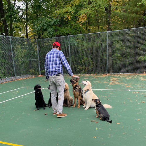 Group of Dogs being trained