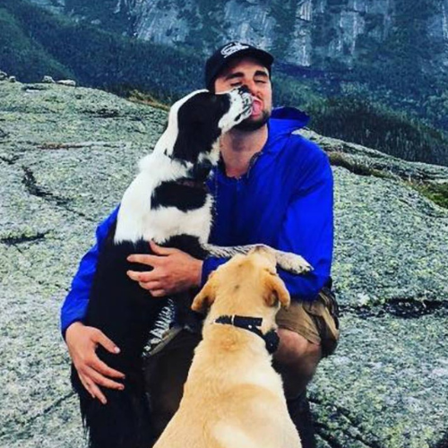 Border Collie and Yellow lab Dog Hugging