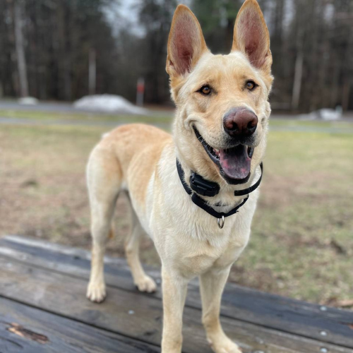 Smiling Shepherd mix