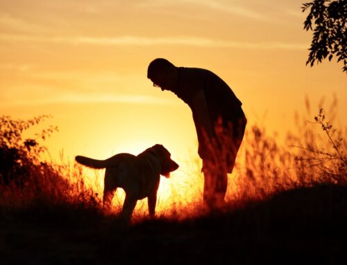 Unlocking The Benefits of Off-Leash Dog Training